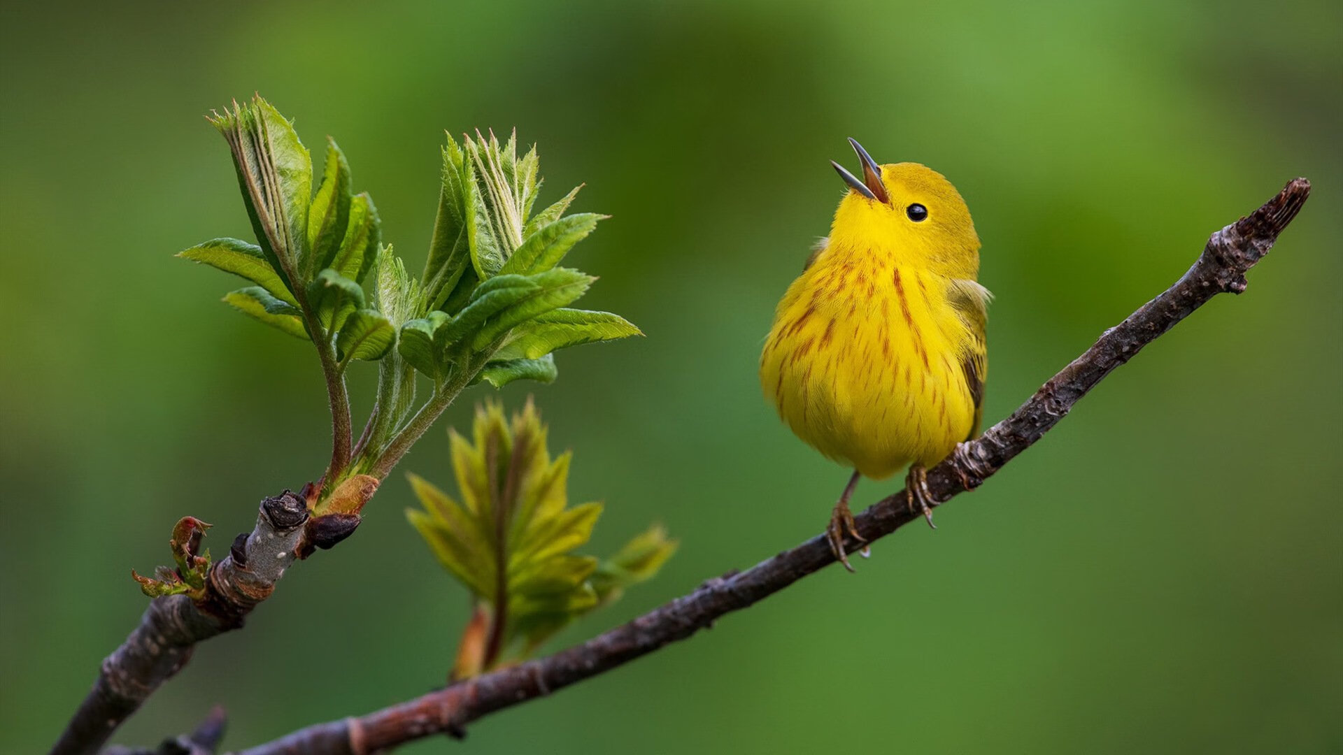 唯一之战，活塞鏖战北京队，英格拉姆巨星价值闪耀跨洋对决