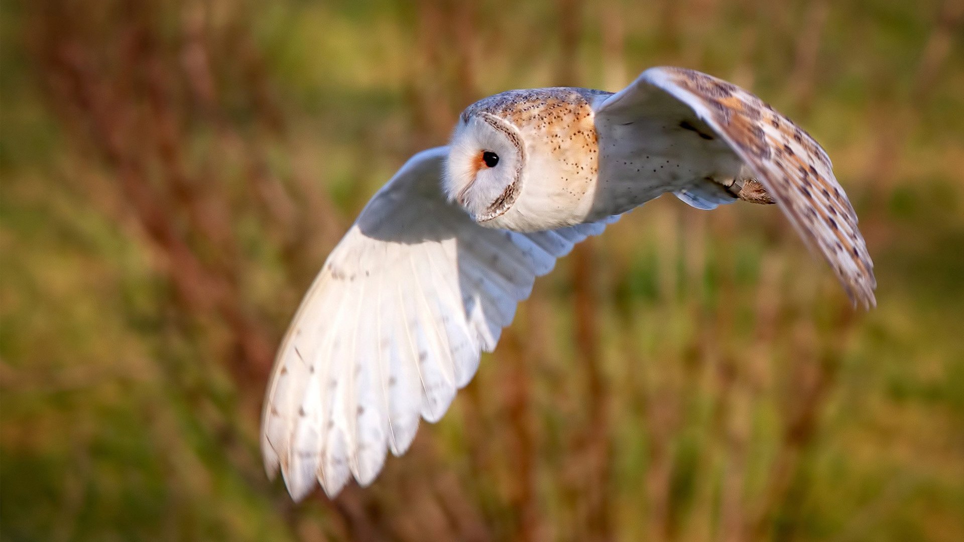 拉文40分狂潮熄灭火炬塔图姆 湖人逆袭绿军彰显冠军底蕴