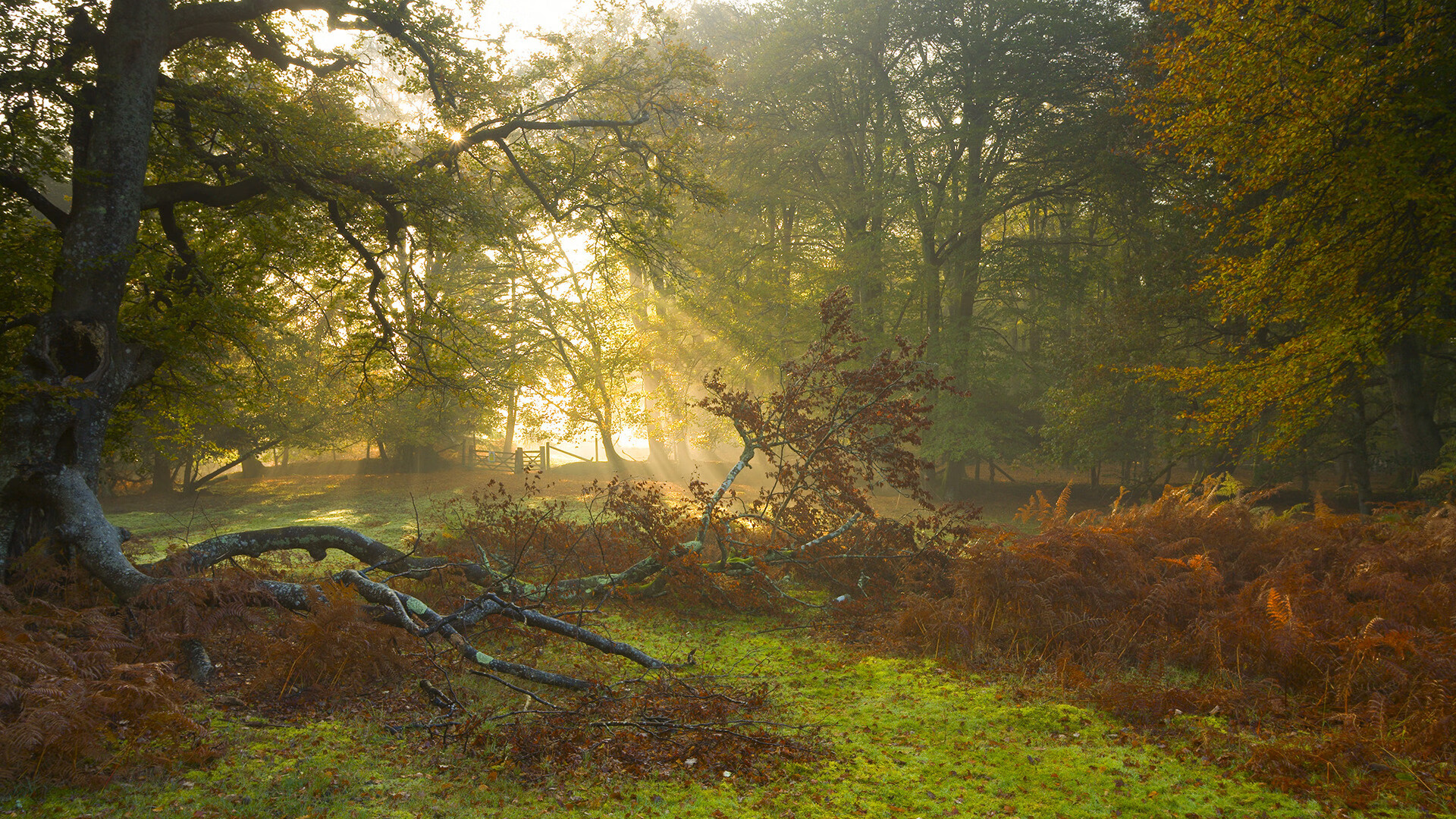 当绿茵战神降临篮球圣殿，NBA总决赛之夜，哈兰德如何用跨界实力完成终极证明