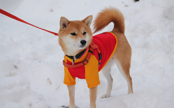 双重破门，绿茵场的激情与地缘政治的博弈