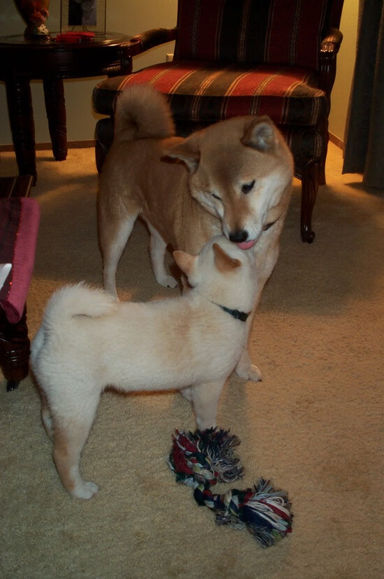 皮球与梦想—跨越边界的体育史诗，从橙衣军团的加时奇迹到NBA总决战的最后一搏